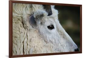 Mountain Goat-W. Perry Conway-Framed Photographic Print