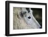 Mountain Goat-W. Perry Conway-Framed Photographic Print