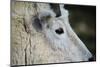 Mountain Goat-W. Perry Conway-Mounted Photographic Print