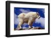 Mountain Goat-W. Perry Conway-Framed Photographic Print