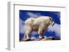 Mountain Goat-W. Perry Conway-Framed Photographic Print