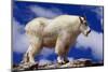 Mountain Goat-W. Perry Conway-Mounted Photographic Print