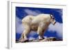 Mountain Goat-W. Perry Conway-Framed Photographic Print