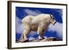 Mountain Goat-W. Perry Conway-Framed Photographic Print