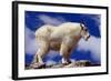 Mountain Goat-W. Perry Conway-Framed Photographic Print