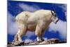 Mountain Goat-W. Perry Conway-Mounted Photographic Print