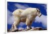 Mountain Goat-W. Perry Conway-Framed Photographic Print