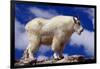 Mountain Goat-W. Perry Conway-Framed Photographic Print