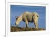 Mountain Goat-DLILLC-Framed Photographic Print