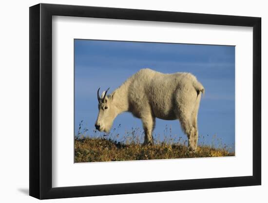 Mountain Goat-DLILLC-Framed Photographic Print