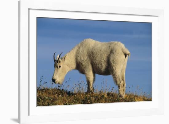 Mountain Goat-DLILLC-Framed Photographic Print