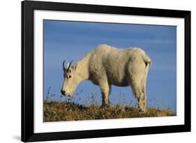 Mountain Goat-DLILLC-Framed Photographic Print