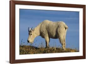 Mountain Goat-DLILLC-Framed Photographic Print