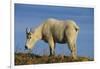 Mountain Goat-DLILLC-Framed Photographic Print