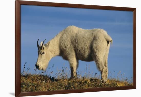 Mountain Goat-DLILLC-Framed Photographic Print