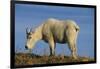 Mountain Goat-DLILLC-Framed Photographic Print