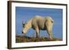 Mountain Goat-DLILLC-Framed Photographic Print