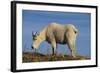 Mountain Goat-DLILLC-Framed Photographic Print