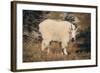 Mountain Goat-DLILLC-Framed Photographic Print