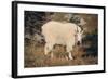 Mountain Goat-DLILLC-Framed Photographic Print