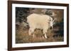 Mountain Goat-DLILLC-Framed Photographic Print