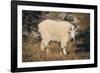 Mountain Goat-DLILLC-Framed Photographic Print