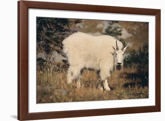 Mountain Goat-DLILLC-Framed Photographic Print