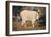 Mountain Goat-DLILLC-Framed Photographic Print