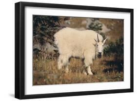 Mountain Goat-DLILLC-Framed Photographic Print