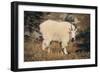 Mountain Goat-DLILLC-Framed Photographic Print