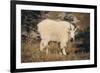 Mountain Goat-DLILLC-Framed Photographic Print