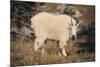 Mountain Goat-DLILLC-Mounted Photographic Print