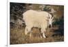 Mountain Goat-DLILLC-Framed Photographic Print