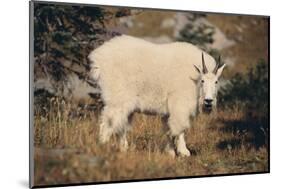 Mountain Goat-DLILLC-Mounted Photographic Print