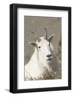 Mountain Goat-Ken Archer-Framed Photographic Print