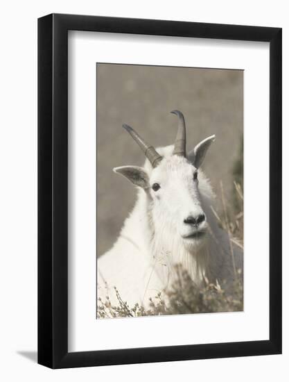 Mountain Goat-Ken Archer-Framed Photographic Print