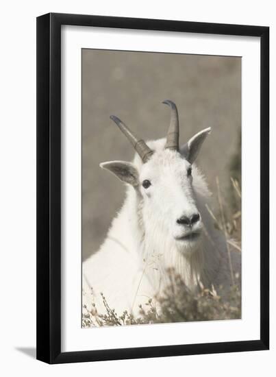 Mountain Goat-Ken Archer-Framed Photographic Print