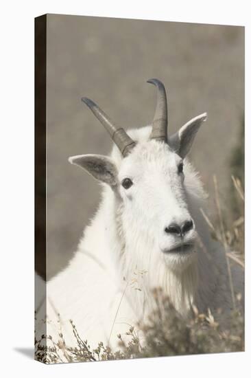 Mountain Goat-Ken Archer-Stretched Canvas