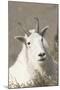Mountain Goat-Ken Archer-Mounted Photographic Print