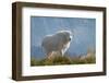 Mountain Goats at Stiletto Lake, North Cascades National Park, Washington State-Alan Majchrowicz-Framed Photographic Print