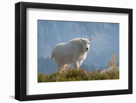 Mountain Goats at Stiletto Lake, North Cascades National Park, Washington State-Alan Majchrowicz-Framed Photographic Print