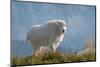 Mountain Goats at Stiletto Lake, North Cascades National Park, Washington State-Alan Majchrowicz-Mounted Photographic Print