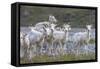 Mountain Goats, Kongakut River, ANWR, Alaska, USA-Tom Norring-Framed Stretched Canvas