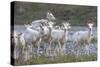 Mountain Goats, Kongakut River, ANWR, Alaska, USA-Tom Norring-Stretched Canvas