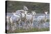 Mountain Goats, Kongakut River, ANWR, Alaska, USA-Tom Norring-Stretched Canvas