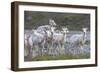 Mountain Goats, Kongakut River, ANWR, Alaska, USA-Tom Norring-Framed Photographic Print