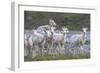 Mountain Goats, Kongakut River, ANWR, Alaska, USA-Tom Norring-Framed Photographic Print