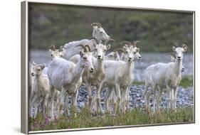 Mountain Goats, Kongakut River, ANWR, Alaska, USA-Tom Norring-Framed Photographic Print