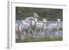 Mountain Goats, Kongakut River, ANWR, Alaska, USA-Tom Norring-Framed Photographic Print