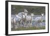 Mountain Goats, Kongakut River, ANWR, Alaska, USA-Tom Norring-Framed Photographic Print